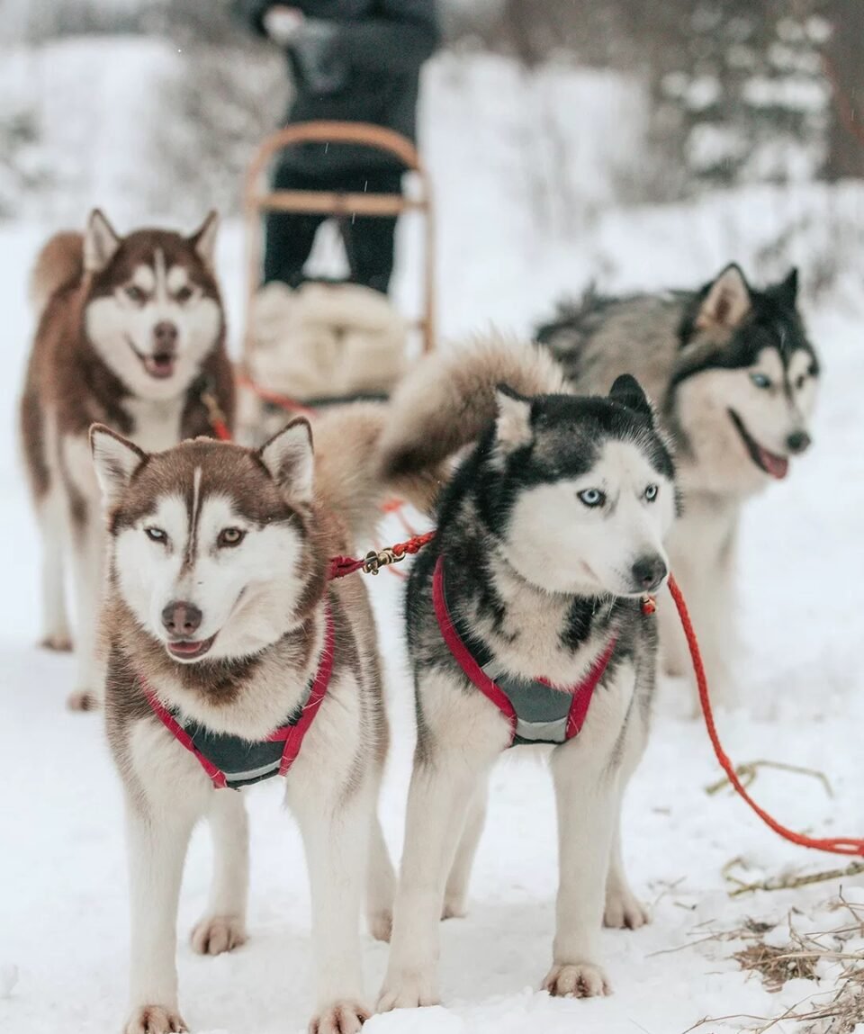 Siberian husky sled team ready for a ride near Sigulda