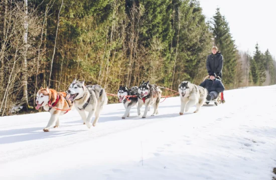 Team of Siberian huskies pulling a dog sled with two people along a snowy forest trail