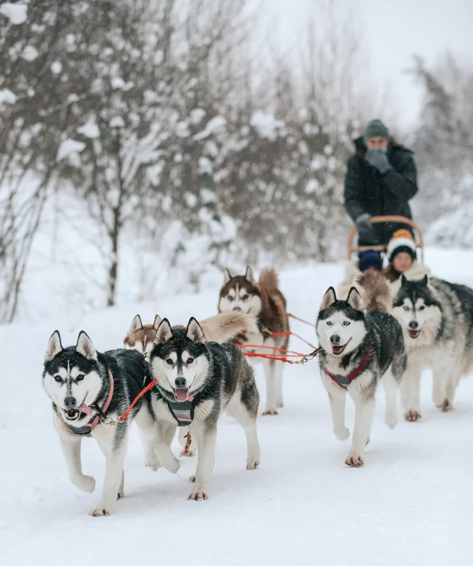 Husky team pulling a family sled ride near Sigulda